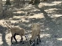 公山羊, Goats — 照片 3