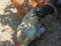 Chickens — 4-сурет
