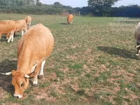 Tehén, Aubrac cattle — 3. fotó