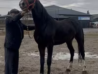 Kůň, Orlov Trotter — foto 5