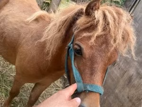 Hing, Shetland Pony — Magyarország