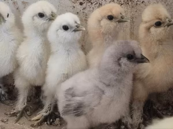 Poule soie