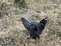 Chickens — फ़ोटो 5