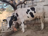गाय, गोलस्टीन नस्ल — फ़ोटो 8