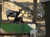 Koza, Dutch Landrace goats — foto 7