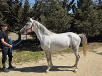 Caballo, Karabakh horse — foto 2