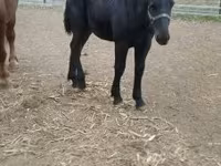 公马, Hungarian horse breed — 照片 4