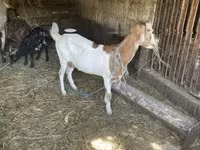 母山羊, Goats — 照片 4