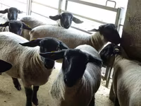 Sheep, White Suffolk sheep — photo 4