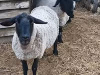 Kos, White Suffolk sheep — 3. fotó