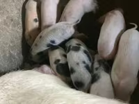 Boar, Pigs — photo 1