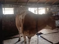 Krowa, Simmental cattle — zdjęcie 3