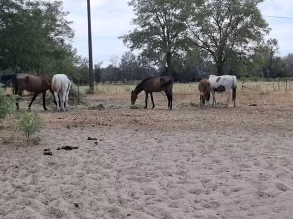 Klisna, Koně — Maďarsko