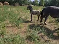 घोड़ा, Lipizzaner — फ़ोटो 2
