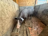 公猪, Pigs — 照片 2