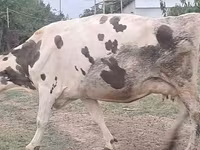 Cow, Russian Black pied cattle — photo 6