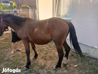 Hing, Lovak — 4. fotó