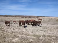 Taureau, Vache kazakhe à tête blanche — photo 3