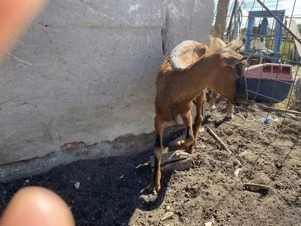 母山羊, Goats