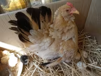 Chickens — 3-сурет