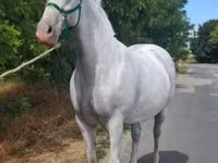 Yegua, Lipizzaner — foto 2