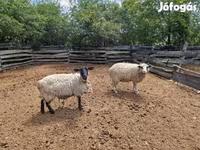 Juh, White Suffolk sheep — 5. fotó