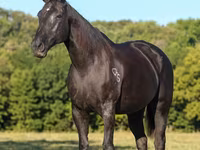 Kobyła, Quarter Horse — zdjęcie 3