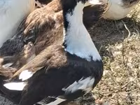 क्रेस्टेड — फ़ोटो 2