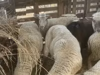 母羊, Blackheaded Persian sheep — 照片 5