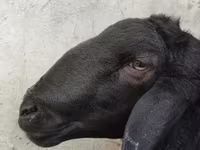 Ram, Hissar sheep — photo 4