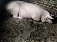 Sow, Pigs — photo 4