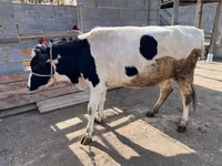 Krowa, Simmental cattle — zdjęcie 4