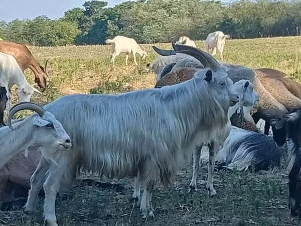 公山羊, Goats