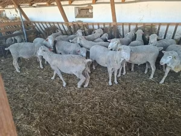 كبش, Merino sheep — هنغاريا