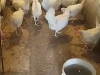 Chickens — zdjęcie 7