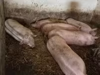 Sow, Pigs — photo 1