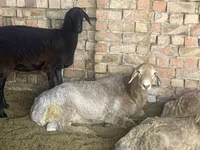 Widder, Arashan sheep — Foto 1