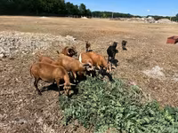 公羊, Cameroon sheep — 照片 7