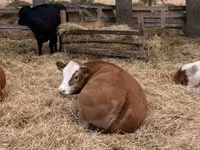 بقرة, Simmental cattle — الصورة 1