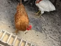 Chickens — foto 1
