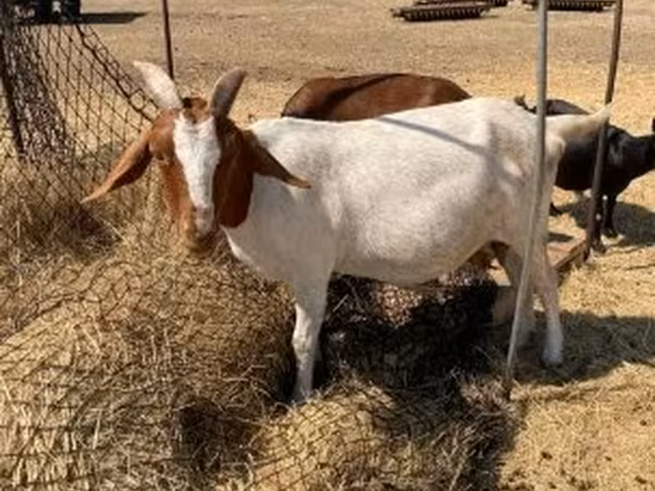 Nőstény kecske, Boer goat