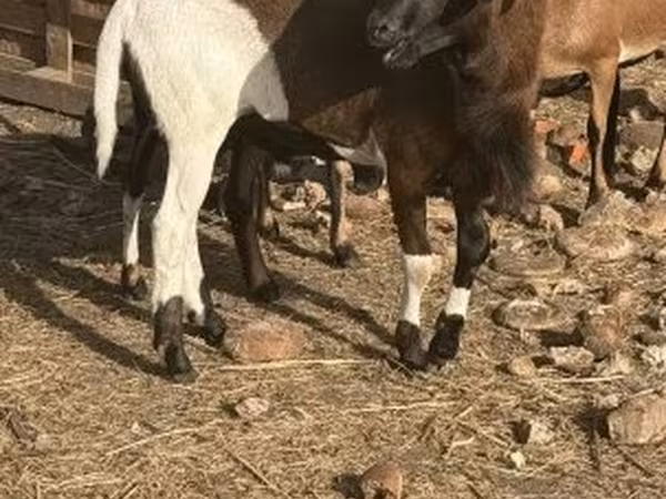 Carneiro, Cameroon sheep