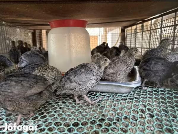 Quails