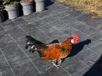 Bantam Japonesa — foto 1