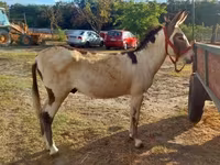 Cheval, Chevaux — photo 8