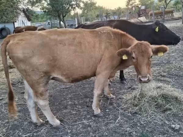 Cow, Cattle — Hungary