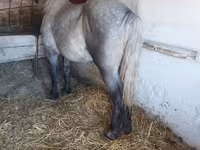 Yegua, Caballos — foto 2