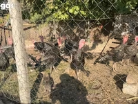 برونز — الصورة 3