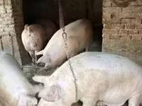 公猪, Pigs — 照片 3