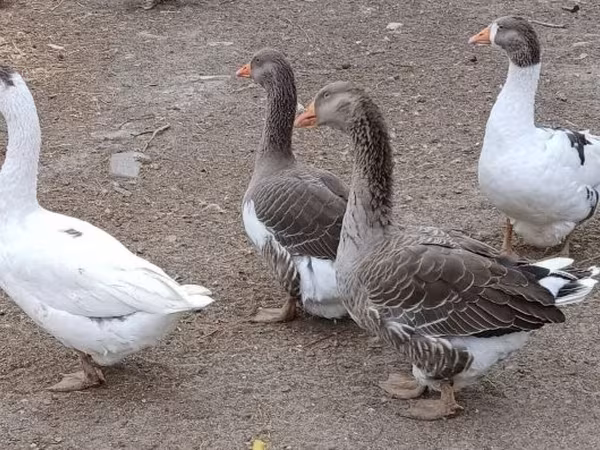 Geese